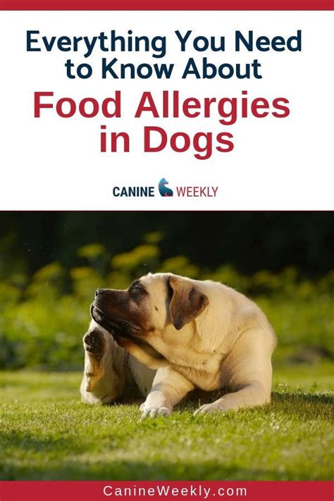 Food Allergies in Dogs: Understanding Triggers and Symptoms | Dog ...