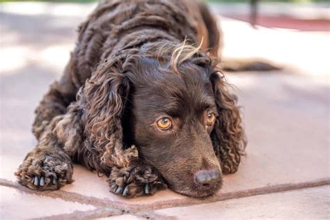 American Water Spaniel: Playful, active dogs that excel at sports