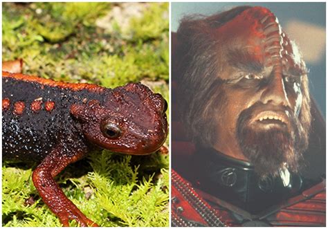 The 7 Strangest Real-Life Species Named After Star Trek Characters | Star Trek