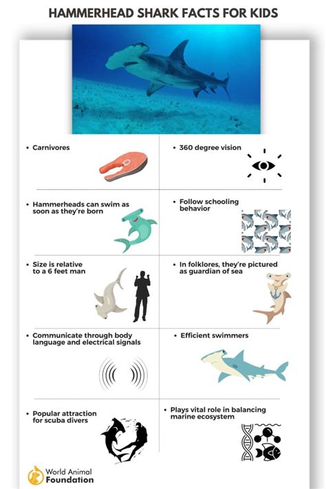 Hammerhead Shark Facts - Curious Insights And Discoveries!