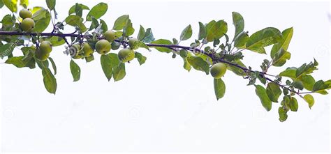 A blue apple on a tree stock photo. Image of plant, healthy - 254831282