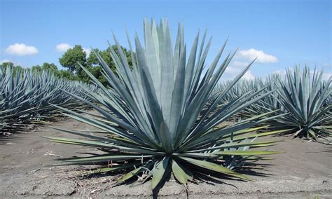 El agave Tequilana Weber no sería de Jalisco, ni el Espadín de Oaxaca