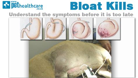 What Is Gastric Torsion Dog