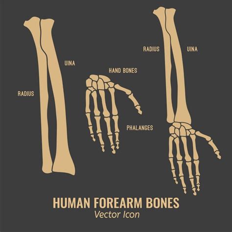The Bones of the Arms - Facty Health
