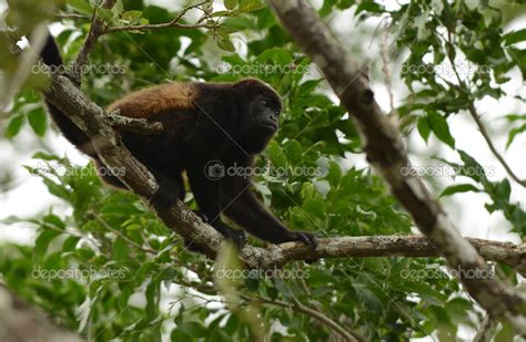 Spider monkey in its natural habitat in the jungle in Central Am — Stock Photo © ftlaudgirl ...
