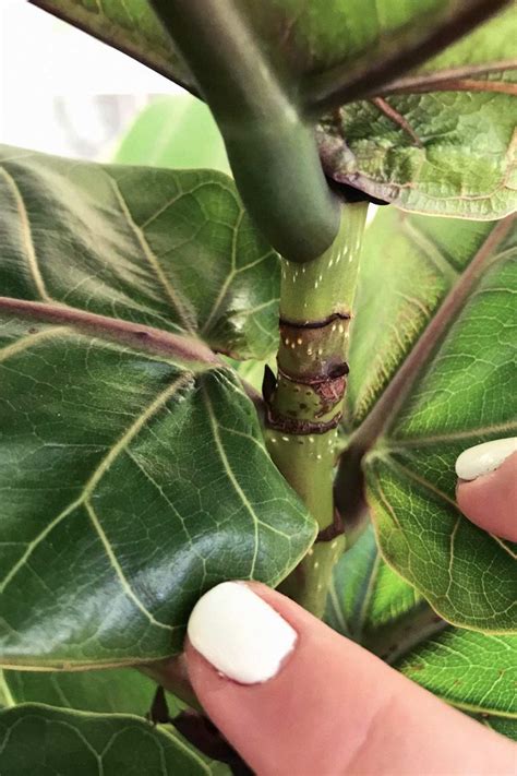 Three Ways to Encourage a Fiddle Leaf Fig to Branch: Pruning, Notching ...