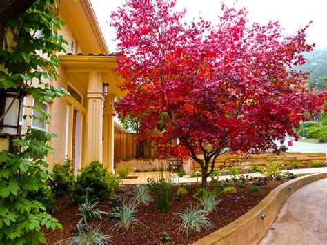 7 Great Trees for Summer Shade and Fall Color