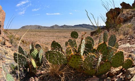 Flickriver: Most interesting photos from Prickly Pear Cactus pool