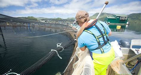 100% of BC salmon production at stake when farm licenses expire in June ...