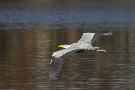 A Great Blue Heron Flying · Free Stock Photo