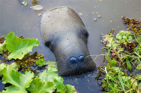 Manatee Size Comparison: Just How Big Do They Get? - A-Z Animals