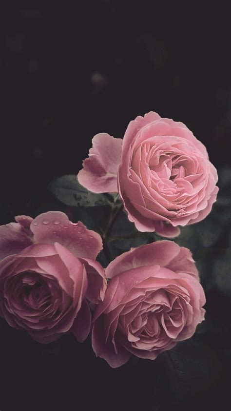 Share 63+ rose pink aesthetic wallpaper best - in.cdgdbentre