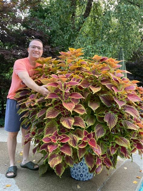 16+ blue coleus plants - LindsaySirac