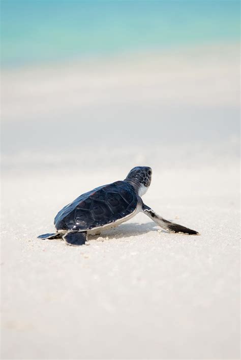 Pin on Beach & Watersports, baby tortoise HD phone wallpaper | Pxfuel