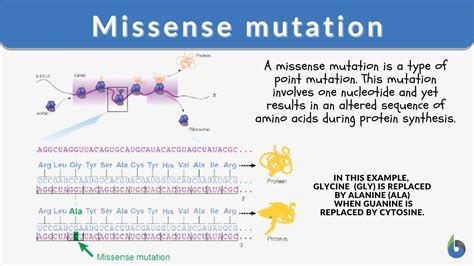 Missense mutation Definition and Examples - Biology Online Dictionary