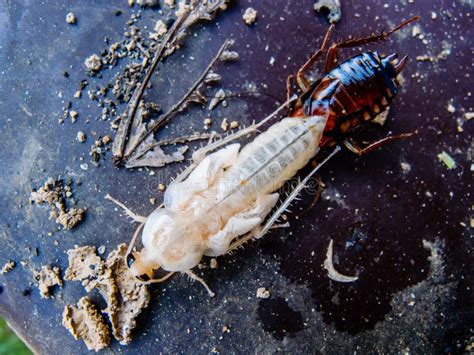 Close up molting cockroach stock photo. Image of biology - 86270570