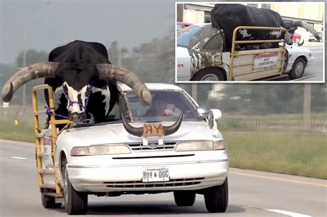 Man pulled over for driving with massive bull named Howdy Doody riding ...