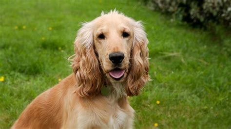 English Cocker Spaniel - Price, Temperament, Life span