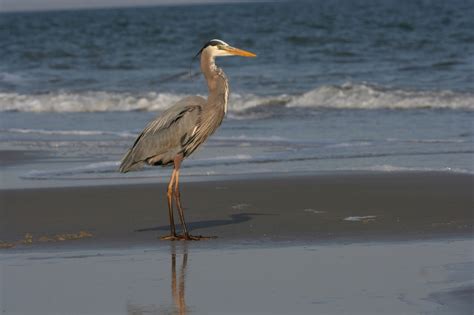 Great Blue Heron Free Stock Photo - Public Domain Pictures