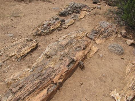 Escalante Petrified Forest State Park - Parks - Escalante, UT - Reviews ...