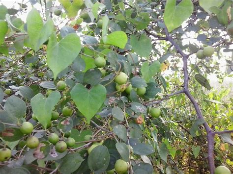 Tatapudi Village: Regi Pandu Tree