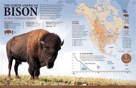 Bison Biology- Facts About Bison