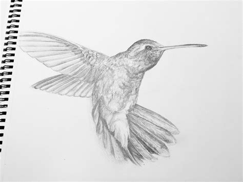 Hummingbird Pencil Drawing