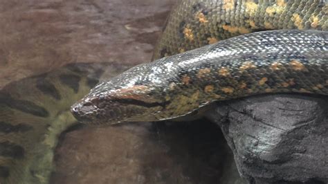 Green anaconda Eunectes murinus. Big anaconda. 17626877 Stock Video at ...