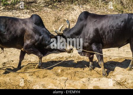 Fighting cow attacks on battle field, Traditional cow fighting Stock ...