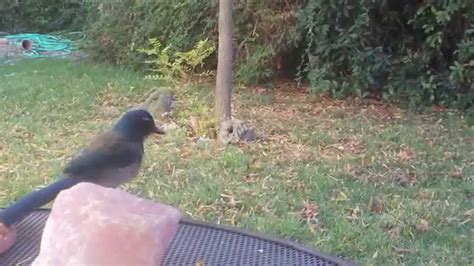 Feeding Blue Jays - YouTube