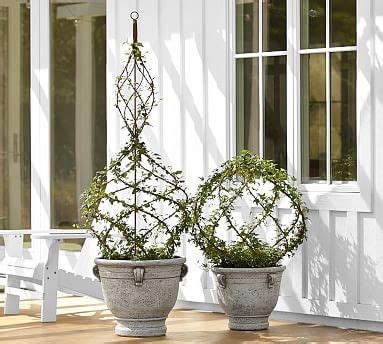 Live Ivy Spiral Topiary | Pottery Barn