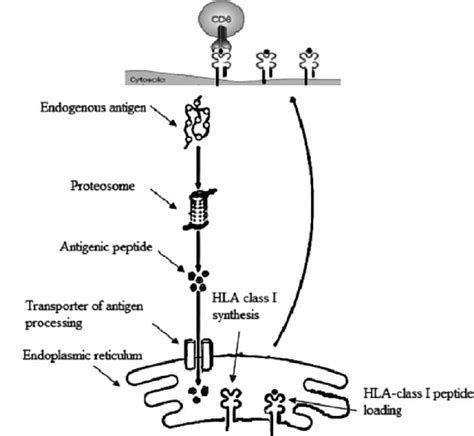 Human leukocyte antigen (HLA) | Download Scientific Diagram