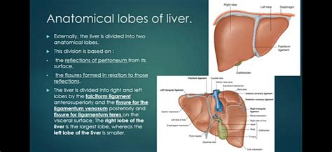 SOLUTION: Liver lobes Anatomy - Studypool