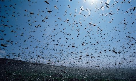 The US Navy's LOCUST program uses small, biomimicry inspired drones ...