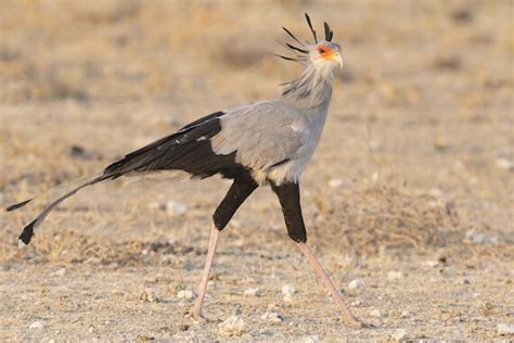 Secretary Bird - Facts and Beyond | Biology Dictionary