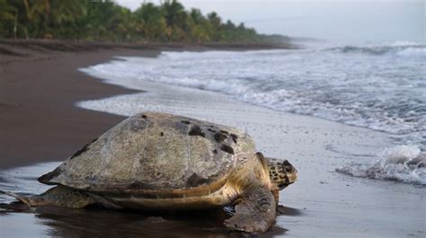 Tortuguero National Park: An Overview | Bookmundi