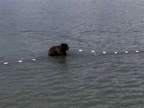 bear watching alaska | Bear Viewing in Alaska