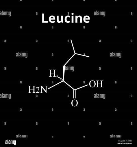 Amino acid Leucine. Chemical molecular formula of amino acid leucine ...