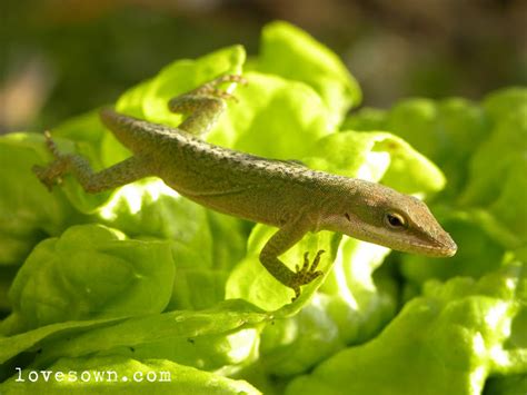 Creating a Lizard Habitat - Love Sown