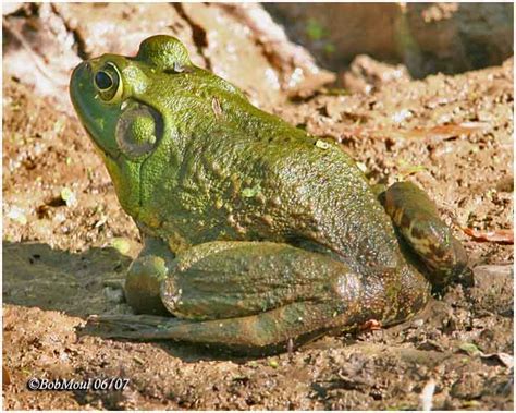 Bullfrog Facts and Latest Photographs | The Wildlife