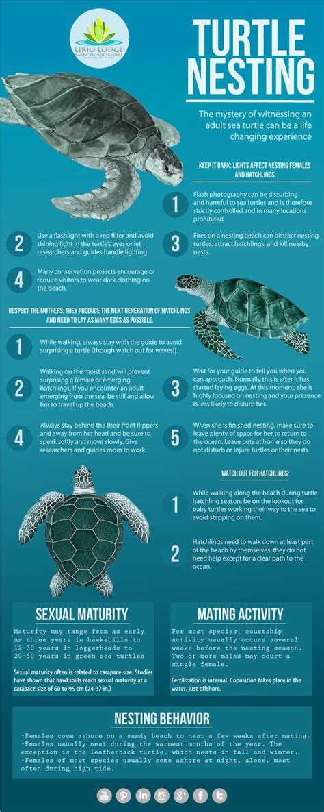 Turtle Nesting #Infographic | Sea turtle facts, Turtle facts, Turtle