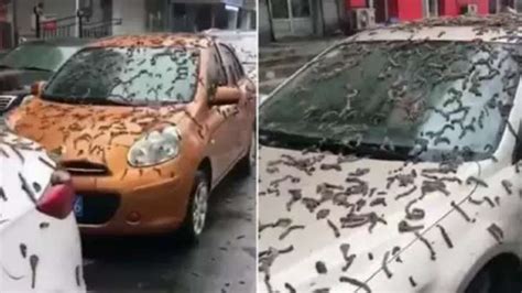 Viral video shows 'rain of worms' in China, Twitter users creeped out. Watch | Trending News ...