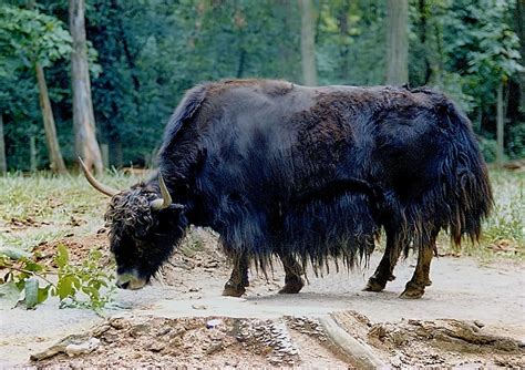 Yakity Yak Photograph by Jan Amiss Photography - Fine Art America