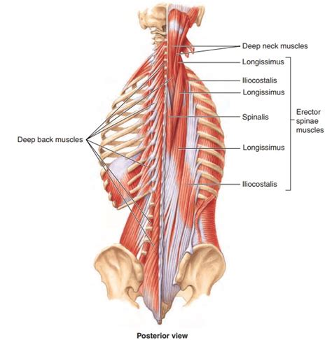 Trunk Muscles