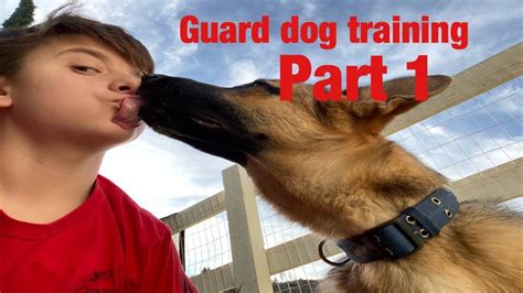 Guard dog training/ Part 1 - YouTube