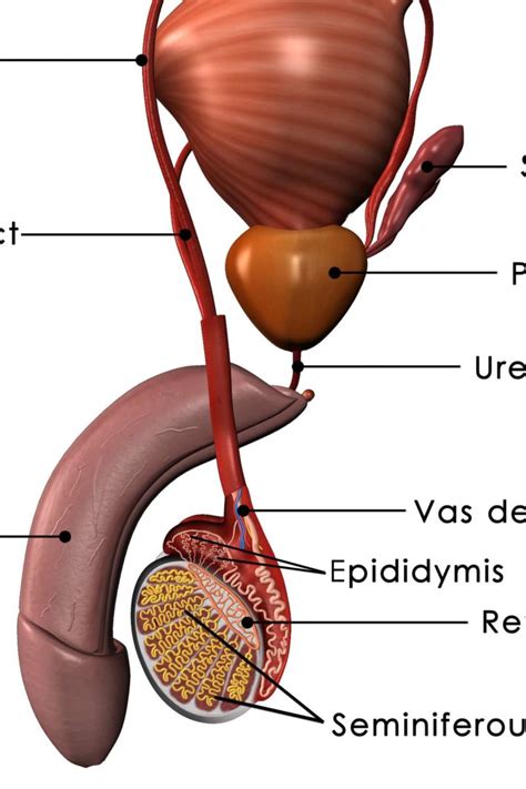 Prostate: Functions, diseases, and tests