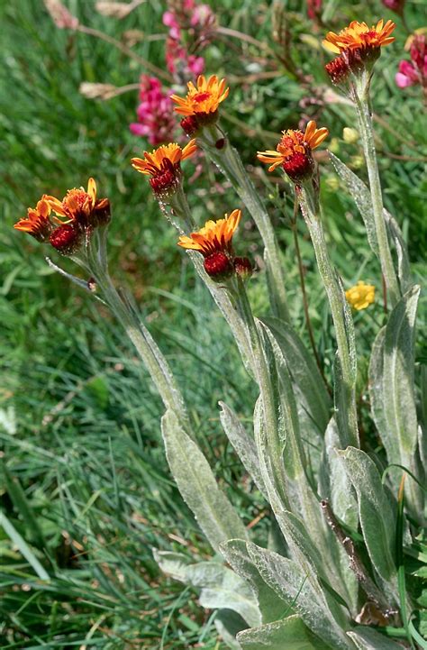 Flower Gallery :: Asteraceae :: 664_20