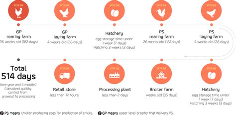 Egg Production Process - chiloced