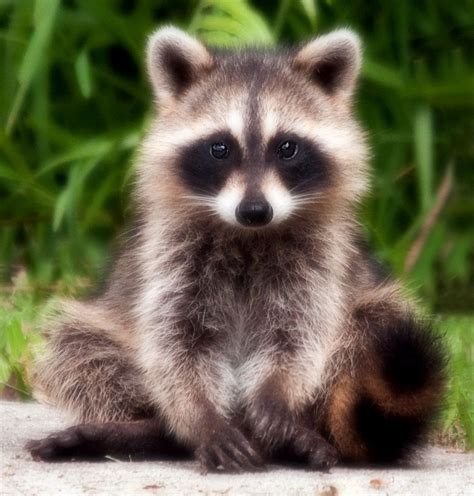 Sitting Raccoon | Cute baby animals, Cute animals, Cute raccoon