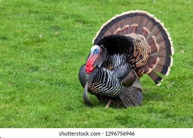 7,448 Turkey Tail Feathers Stock Photos, Images & Photography ...